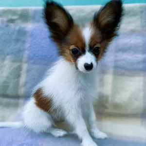 ...Papillon Puppies for sale ...  