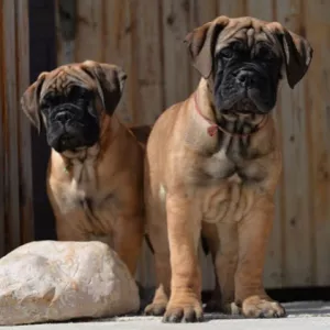 BullMastiff Puppies For Sale   