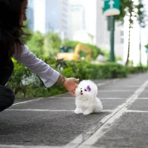 Toy Bichon Frise Puppies for sale 