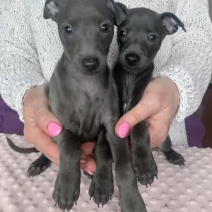 Italian Greyhound puppies