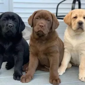 Labrador Puppies for adoption  