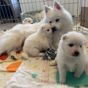 Japanese Spitz puppies  