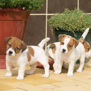 Male and Female Jack Russell Terrier Puppies