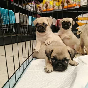 Pug Puppies For Sale