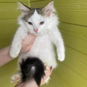 Healthy Turkish Angora Kittens For Sale