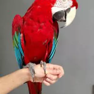 Greenwingged macaw Parrots For Sale