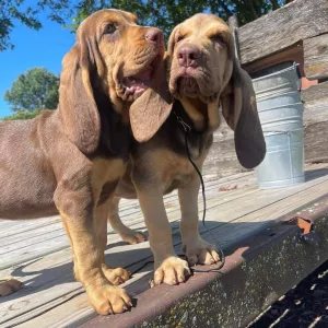 Healthy and quality guaranteed Blood hound puppies 