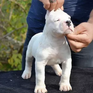 Vaccinated Dogo Argentino Puppies Available