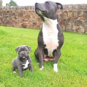 Staffordshire Bull Terrier Puppies For Sale