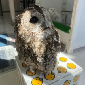 Male and Female Eagle Owls available for sale 