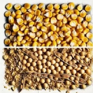 Купуємо сою (половинки) , кукурудзу (некондиція)