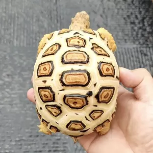 Tortoise