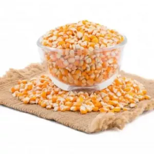 Yellow Maize, Dried Yellow Corn, Popcorn, White Corn Maize