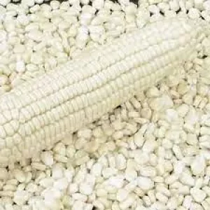 Export Top Selling Non GMO White Maize Corn/ White Corn & Air Dried White Maize Corn for Sale
