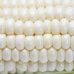 Non-Gmo White Maize