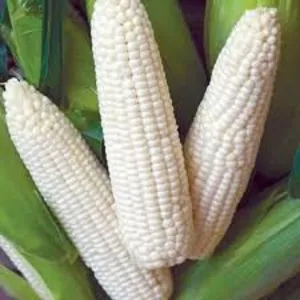 White Corn Non GMO