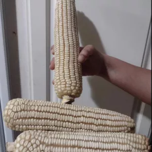 White Corn NON-GMO and ORGANI Maize