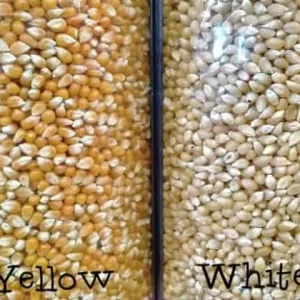 White & Yellow Maize