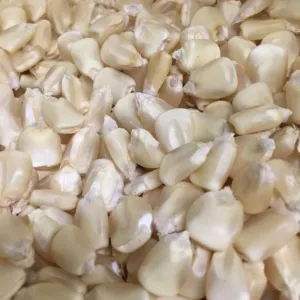 White/Yellow Corn/Maize