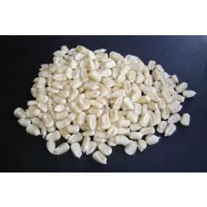 Top Selling Non GMO Yellow Maize Corn/ Yellow Corn & White Corn/Air Dried Yellow Maize Corn for Sale