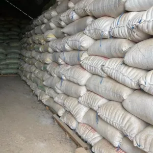 Non GMO Yellow Corn / Sweet Corn / Yellow Corn Maize for Sale in Bulk