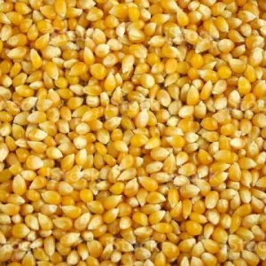 Dry Maize, Dry Corn