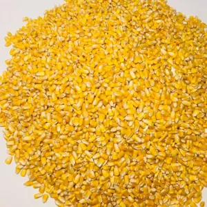 Yellow Corn / Yellow Corn Animal Feed