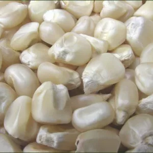 White Corn - Whole Grains Non-gmo