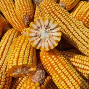 Disease and Lodging Resistance Maize for Grains Corn Seeds