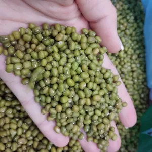 Продаю маш зеленые бобы