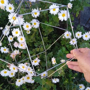 Кристалл Генеза.