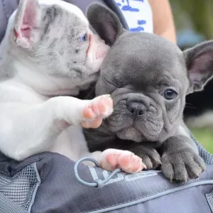 Gorgeous French Bulldog Puppies