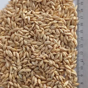 Продам насіння ячменю