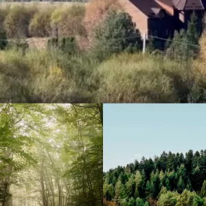 Відпочинок в Карпатах