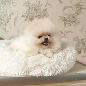 pomeranian puppy