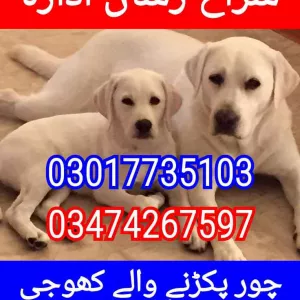 Army dog center lahore 03017735103