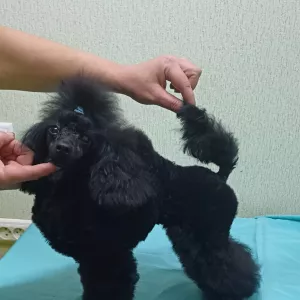 Пудель мини той подросток