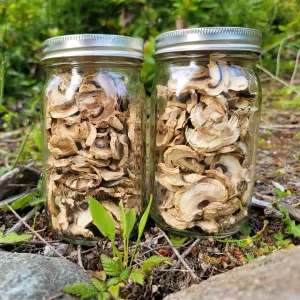Psychedelic mushroom chocolate bars near me