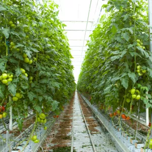 Работа среди зелени: тепличное хозяйство приглашает! Польша