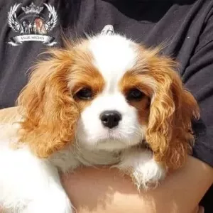 Профессиональный питомник «ANGEL MECHTY».