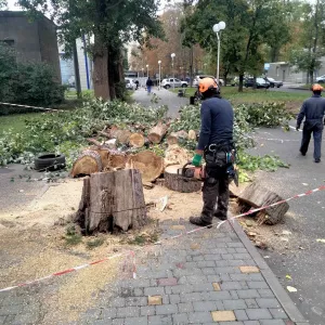 Корчевание пней. Одеса обрезка деревьев, сада, спил дерева, уборка
