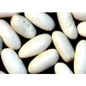 Куплю квасолю для потреб підприємства