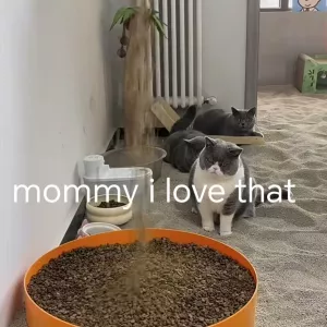 Affordable and quality cat litter