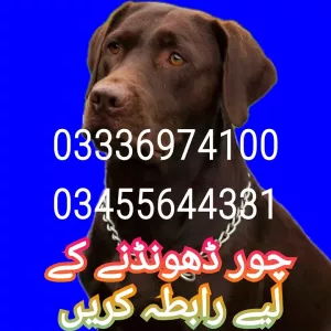 Army dog center peshawar 03336974100
