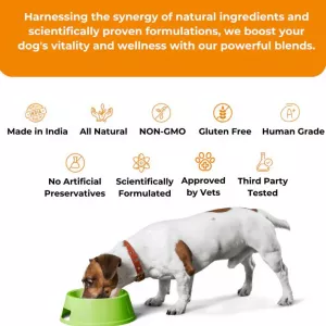 Boost Your Dog's Immunity - Visit Vettofit Today