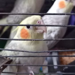 Корелли (пташенята)