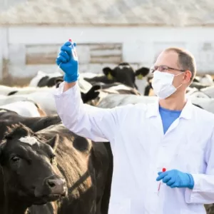 Ветеринарные консультации и монтаж электрики и механики на сельскохозяйственных объектах