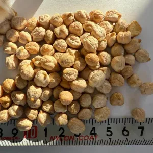 Насіння крупноплодного нуту