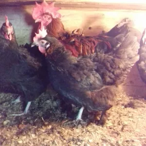 «Мир Кур» - продажа живой птицы, мяса и яиц