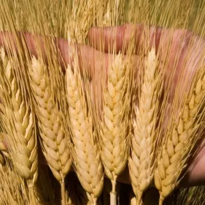 Купуємо некондицію та зерновідходи